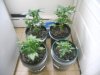 03-10-11 Autos.jpg