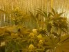 grow pics update 3-10-11 010.jpg