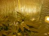 grow pics update 3-10-11 002.jpg