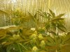 grow pics update 3-10-11 007.jpg