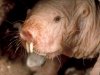 mole-rat_629_600x450.jpg