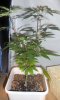 03-13-11 SK clone topped.jpg