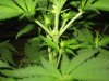 my extrema dude, pretty plant but he's got to go 002.JPG