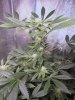skywalker-day24-three.jpg