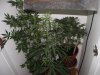 bud4 004.jpg