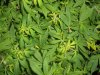 03-17-11 SK bush.jpg