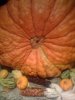 pumpkin_butthole.jpg