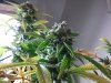 42 days of flowering (1).jpg