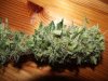 bud5 002.jpg
