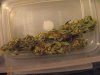 final bud 003.jpg