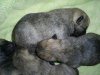 puppies 20th april 004.jpg