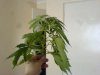 DSC00296.jpg