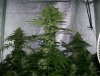 bud2 (Medium).jpg