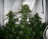 bud (Medium).jpg