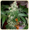 strains-159.jpg