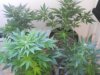 03-28-11 autos 2.jpg