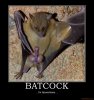 batcock-batcock-surprise-wow-bp-billiepirate-demotivational-poster-1252619478.jpg