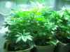 second generation lemon skunk and white widows DPQ, casey jones 001.JPG