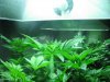 second generation lemon skunk and white widows DPQ, casey jones 003.JPG