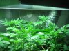 second generation lemon skunk and white widows DPQ, casey jones 004.JPG