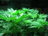 second generation lemon skunk and white widows DPQ, casey jones 013.JPG