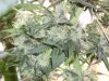 IcyBlue Afghan #1  (f1s3) crossed with Pure Hk #1 Revealing FireKush Pheno.jpg