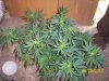 100_2982.jpg