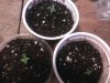 seedlings4-10 001.jpg