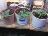 seedlings4-10 005.jpg