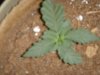 plant 2.JPG