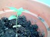 plantOprah.jpg