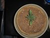 DSC01688.jpg