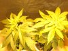 bagseed2008topshot.jpg