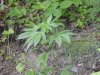 DSC05182.jpg