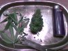 118 test bud trim.jpg