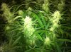 The Irie Grow 005.jpg