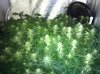 The Irie Grow 004.jpg