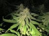 The Irie Grow 007.jpg