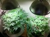 The Irie Grow 220.jpg