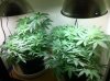 The Irie Grow 220A.jpg