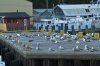 A_Flock_of_Seagulls.jpg