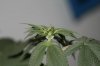 week 2 flowering 014.jpg