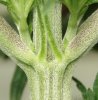 pre-flower3.JPG