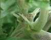 pre-flowers-1.jpg