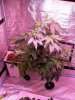 Led grow journal 003.jpg