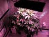 Led grow journal 002.jpg