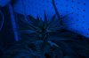 PlantsUnderBlackLight2..jpg