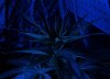 PlantsUnderBlackLight4.jpg