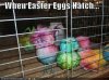 funny-pictures-easter-egg-birds.jpg