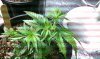 IMAG0554.jpg